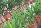 Clarindaplant-nursery-10.jpg; ?>