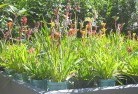 Clarindaplant-nursery-17.jpg; ?>