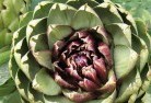 Clarindaplant-nursery-1.jpg; ?>