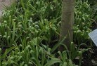 Clarindaplant-nursery-23.jpg; ?>
