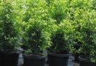 Clarindaplant-nursery-24.jpg; ?>