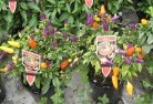 Clarindaplant-nursery-27.jpg; ?>