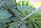 Clarindaplant-nursery-28.jpg; ?>